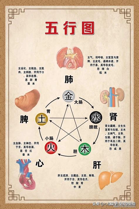 心肝脾肺腎情緒|過悲傷肺、大喜傷心、驚恐傷腎 名醫：看懂情緒暗號